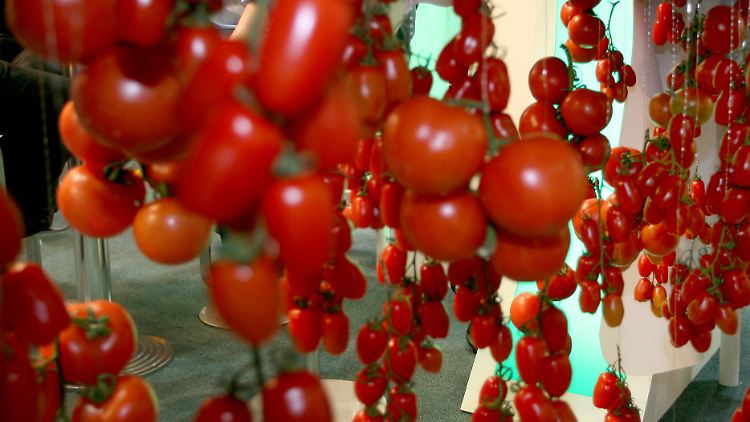 Die neuen "Anti-Matsch-Tomaten" sollen sechs Wochen lang ihre Form behalten (Archivbild).