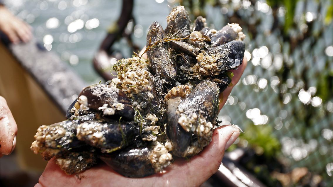 Frisch aus dem Schlick - die noch sandigen Muscheln kommen nun in abgesteckte Parzellen im Wasser, wo sie sich selbst reinigen.