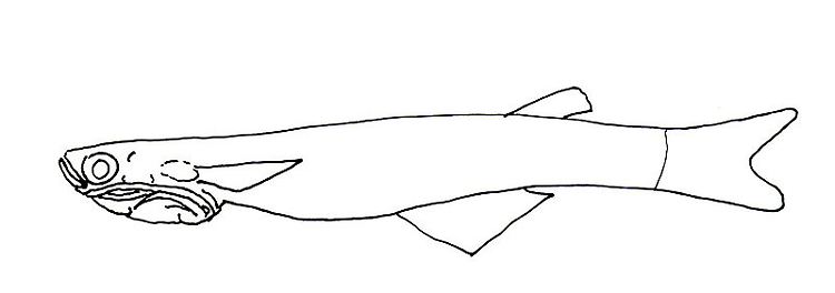 Phallostethidae (Kehlphallusfische), zu denen der Phallostethus cuulong zählt, sind eine Familie sehr kleiner Fische, die in Südostasien in Süßgewässern, im Brackwasser und selten auch im küstennahen Meer leben.