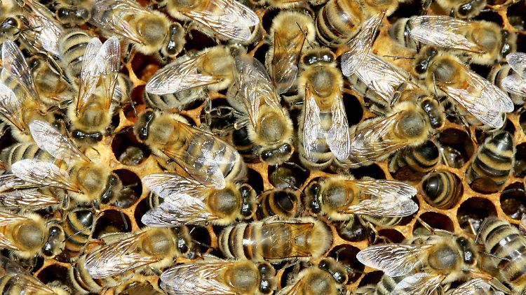 So viel steht fest: Bienen sind fleißiger als Menschen.