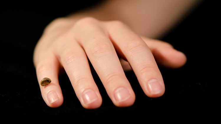 Kopie des fossilen Denisova-Fingerknochens im Vergleich zu einer menschlichen Hand.