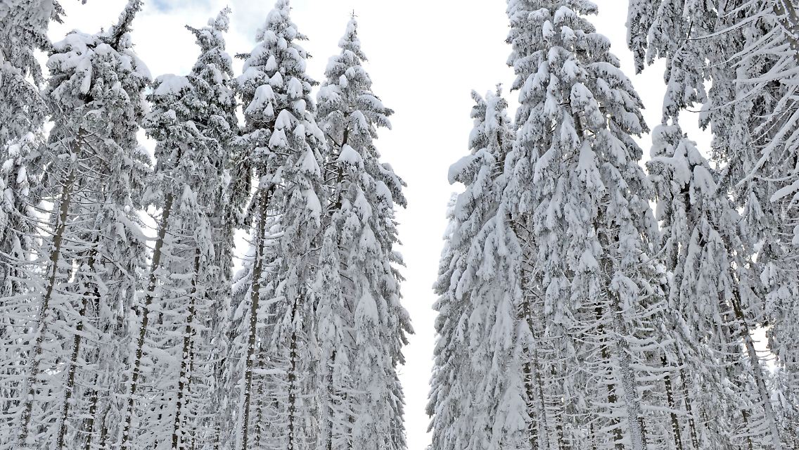 Noch hält die Schneepracht, doch bald wird es vermutlich auch im Vogtland tauen.