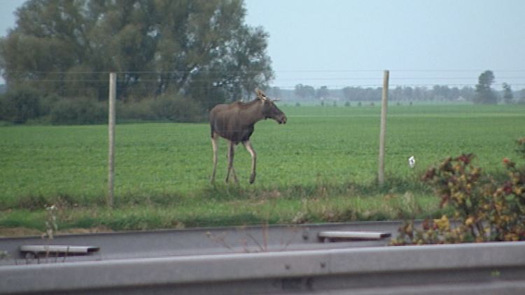 Ein Elch steht an der Autobahn A20 bei Greifswald in Vorpommern (Archivbild vom 05.10.2011) Brandenburgs Jäger beobachten seit Jahren immer häufiger Elche in freier Wildbahn.