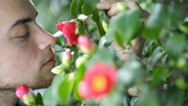 Jetzt, wo der Frühling alles zum Blühen bringt, kann man seinen Geruchssinn wieder besser ausnutzen.