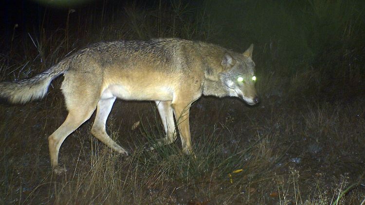 Eine Fotofalle des Landesamtes für Umweltschutz Sachsen-Anhalt hat einen Wolfsrüden aufgenommen