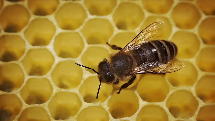 Bienen leben in der Wüste, in den Tropen, im kühlen Norden oder am Kap der Guten Hoffnung. Doch sie sind bedroht. Ihr Aussterben hätte fatale Folgen für die Menschheit.