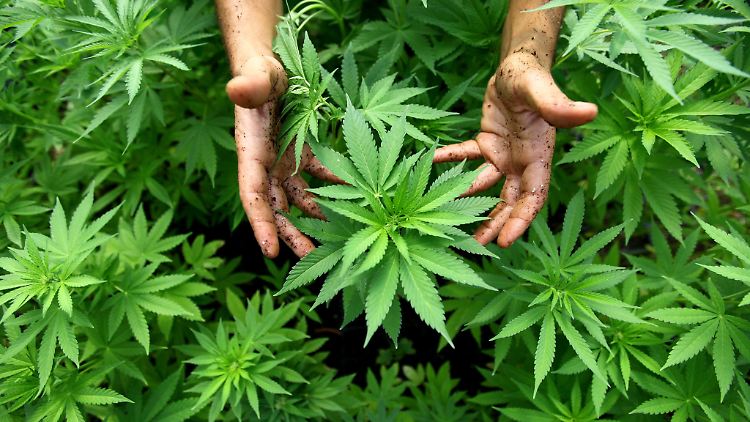 Cannabispflanzen sehen sicher gut aus in einem Blumenfeld.