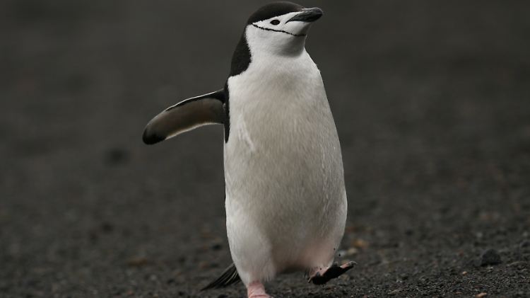 Zügelpinguin (Pygoscelis antarctica) auf Deception Island.