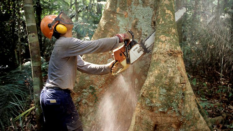 Ein Waldarbeiter fällt einen Baum im Regenwald des Amazonas. 