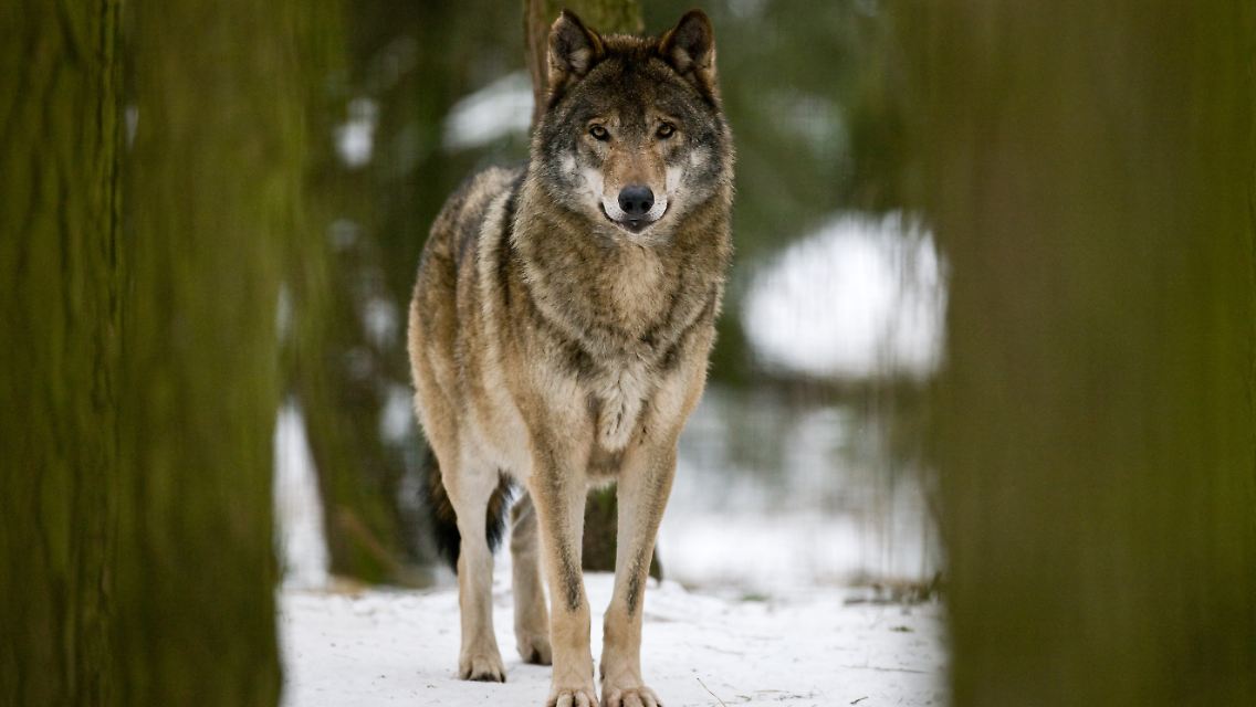 Ein Wolf im Winter: Im Wildpark Schorfheide unweit der brandenburgischen Ortschaft Groß Schönebeck leben nur Tierarten, die in der Schorfheide heimisch sind und solche, die in freier Wildbahn als ausgestorben gelten.