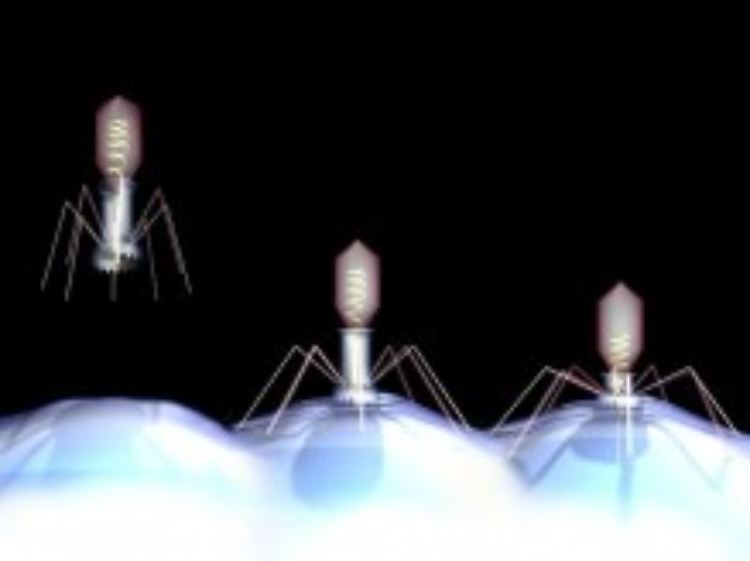 Ankommen, andocken, Erbsubstanz mit Hochdruck einspritzen: Die Attacken eines Virus.