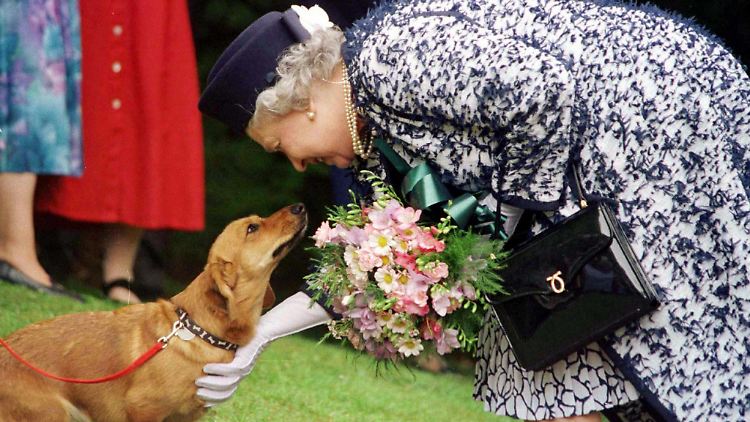 Tierliebe Königin: Die Queen hatte insgesamt drei Corgi-Hunde.