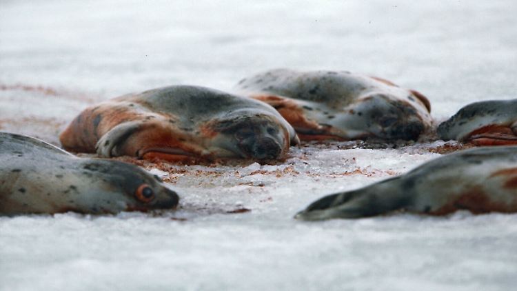 Von Robbenjägern erschlagene Tiere im Packeis vor den Magdalenen-Inseln im Nordosten Kanadas.