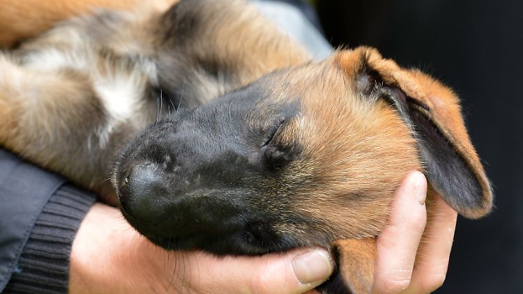 Das Bundesverteidigungsministerium versucht nach eigenen Angaben, die Zahl der Tierversuche zu minimieren.