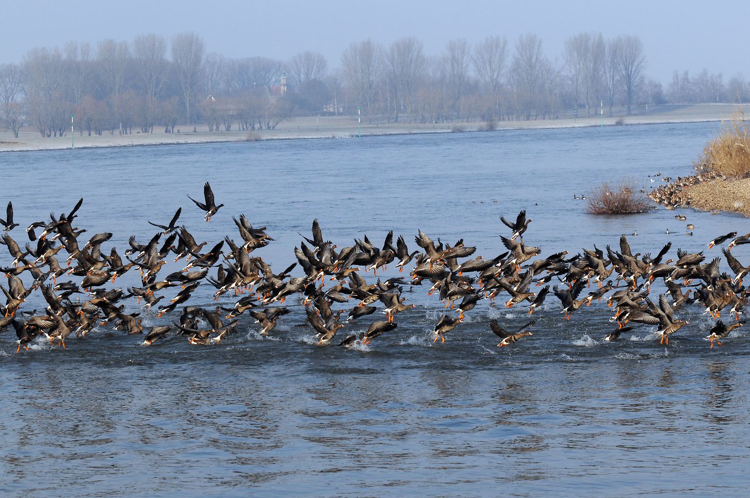Viele Tiere und ...