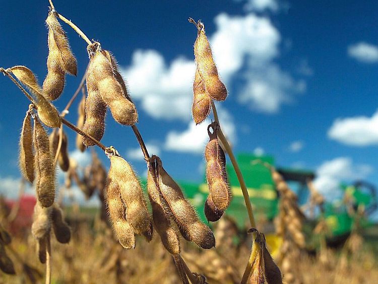 Eine gentechnische veränderte Sojapflanze auf einem Feld in Brasilien.