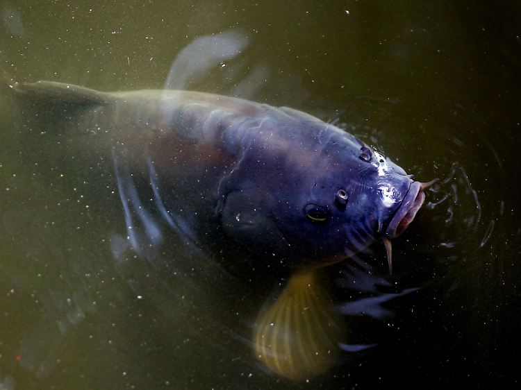 Süßwasser oder Salzwasser? Kurzer oder langer Fisch? Für das Überleben der Tiere bei Blitzeinschlag spielen viele Faktoren eine Rolle.