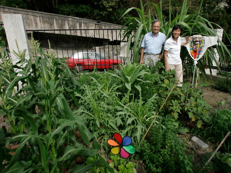 "Urban gardening"-Verfechter Arthur van Langenberg und seine Frau in ihrem organischen Gemüsegarten neben ihrer Wohnung in Hongkong.