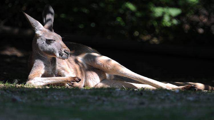 Gegen ein lauschiges  Plätzchen haben auch die meisten Kängurus nichts einzuwenden.