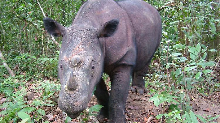 Ein Java-Nashorn
