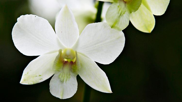Die zartweißen Blüten der "Dendrobium Memoria Princess Diana" sollen Diana in Erinnerung halten.