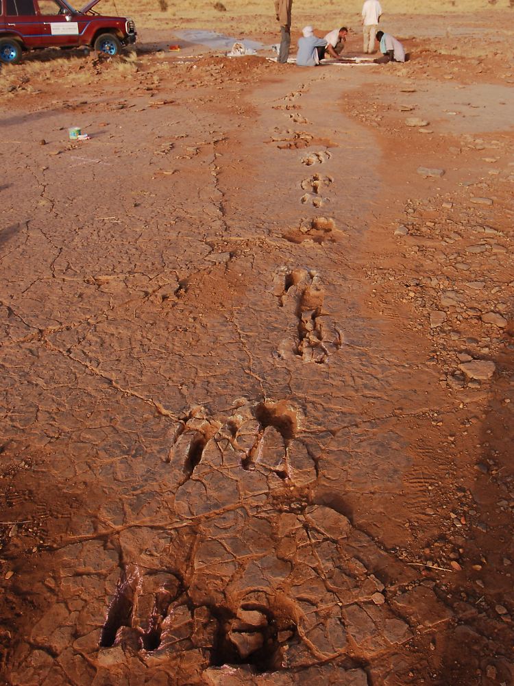 Die versteinerten Raptoren-Spuren in Niger.