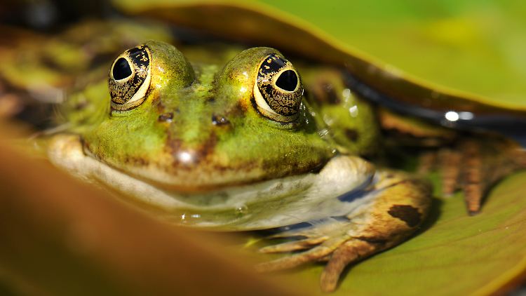 Der Teichfrosch ist in Europa weit verbreitet.