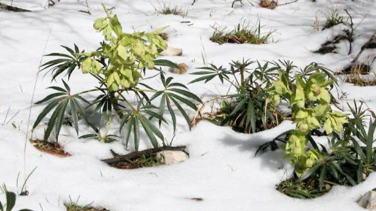 Hummeln fühlen sich von Wärme angezogen. Allerdings haben sie es gern süß, und der Nektar des Nieswurzes enthält nicht mehr viel Zucker...