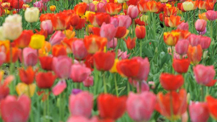 Warum nicht gleich Tulpen, die nach Schokolade, Schweinebraten oder Nordseestrand riechen?