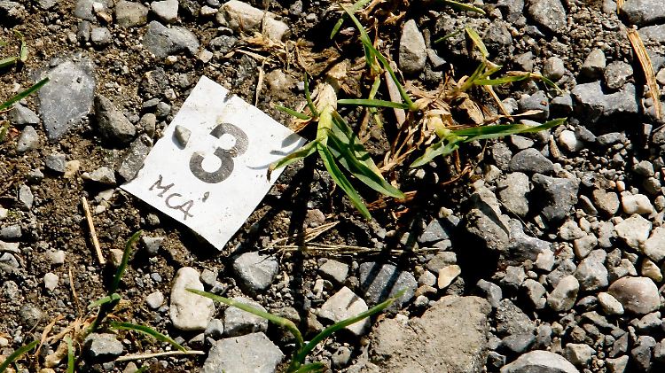 Vier Menschen starben bei dem Mord.