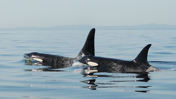 Ein altes Orca-Weibchen und ihr Sohn.