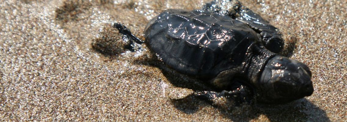 Eine frisch geschlüpfte Karettschildkröte auf ihrem sandigen Weg ins Meer.