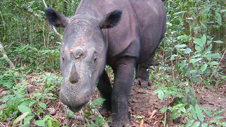 Das Java-Nashorn zählt zu den am stärksten vorm Aussterben bedrohten Tieren.