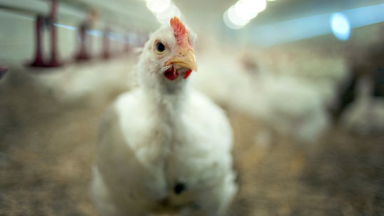 Der für Menschen riskante Einsatz von Antibiotika in der Tiermast ist Studien zufolge in der Hähnchenzucht die Regel.