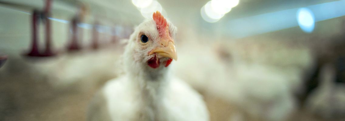 Der für Menschen riskante Einsatz von Antibiotika in der Tiermast ist Studien zufolge in der Hähnchenzucht die Regel.
