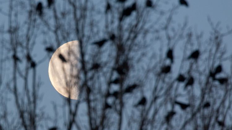 Krähen sind beliebte Märchengestalten. Ihre Intelligenz ist allerdings gar kein Mythos.