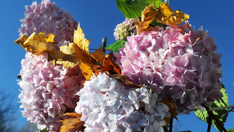 Blühende Freilandhortensie