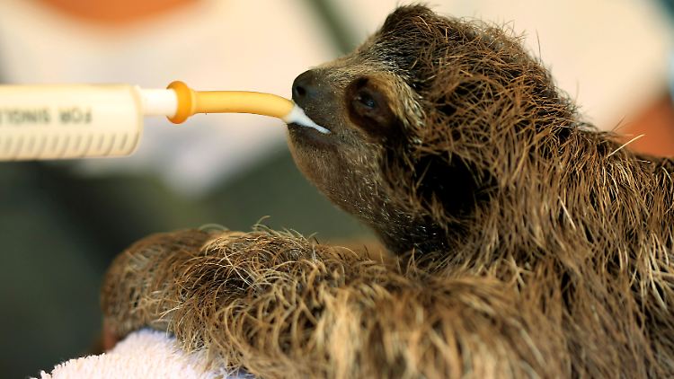 Baby-Faultier bei der Fütterung.