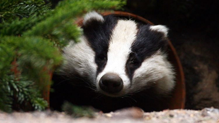 Ein Dachs im Tierpark.