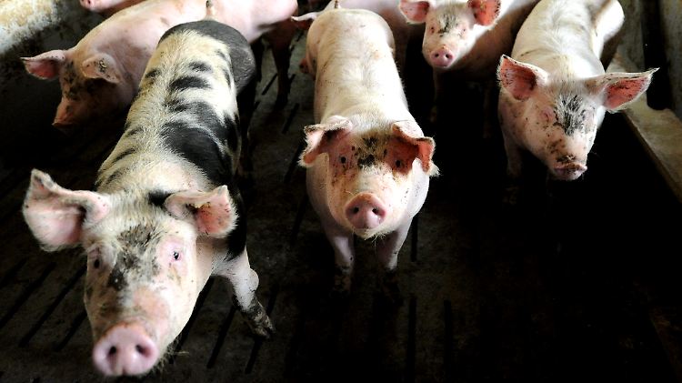 Antibiotika werden auch eingesetzt, weil die hygienischen Zustände in der Tiermast unzureichend sind.