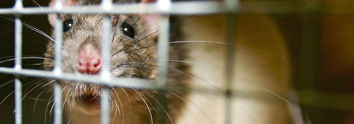 Ratten starben bei dem Versuch früher.