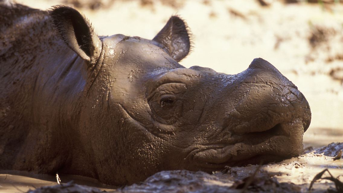 PUEBE0118_Sumatra-Nashorn_I_WWF_Malaysia_wildtrack_Photograpie.jpg