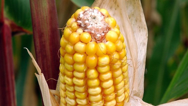 Gentechnisch veränderte Maispflanzen auf einem Monsanto-Versuchsfeld nahe dem brandenburgischen Bad Freienwalde.