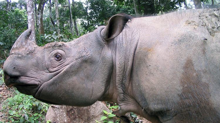 Allein in den letzten eineinhalb Jahren wurden 24 Nashörner im Chitwan Nationalpark gejagt und getötet.