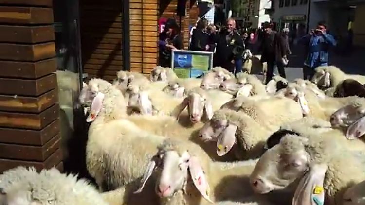 Auf ins Geschäft: Die geballte Ladung Wolle irrt sich im Weg. (Screenshot aus dem Youtube-Video)