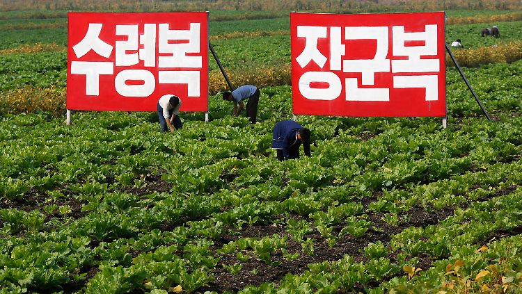 Bauern arbeiten auf den Feldern einer Kooperative in Sariwon. Auf den Schildern steht: "Ein Glück, den großen Führer (Kim Il Sung) als Vater zu haben" und "Ein Glück, den großen General (Kim Jong Il) als Vater zu haben".