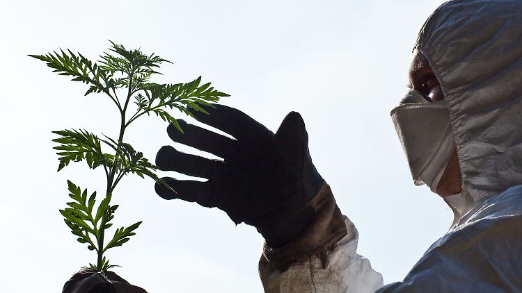 Die Beifußblättrige Ambrosie wird in Deutschland zunehmend zum Problem.