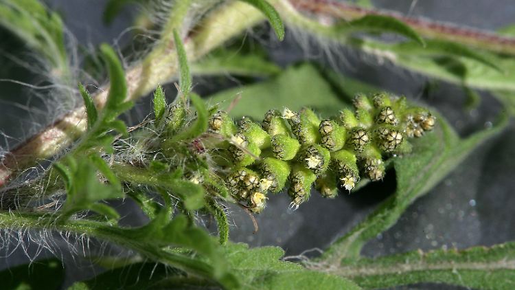 Die Pollen der Ambrosia gelten als besonders aggressiv und können sogar Asthma auslösen.