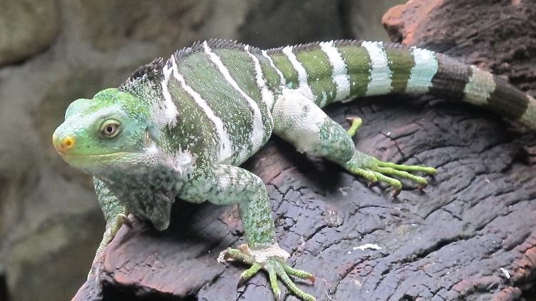 Einer der letzten noch lebenden Monuriki- Kammleguane im Kula-Eco-Tierpark in Singatoka auf den Fidschi-Inseln.