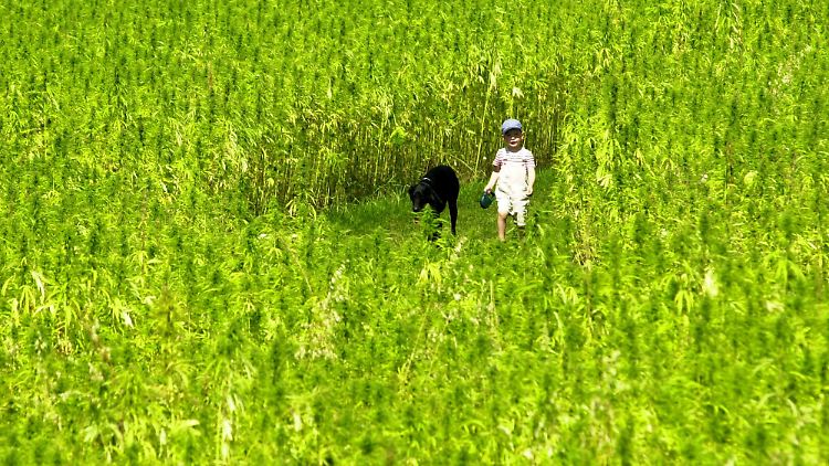 Hanf-Labyrinth unterhalb des Klosters Andechs bei Herrsching. (Archivbild von Aiugust 2000)